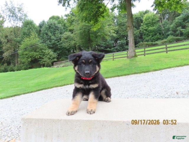 German Shepherd dogs Denver - Ad 1