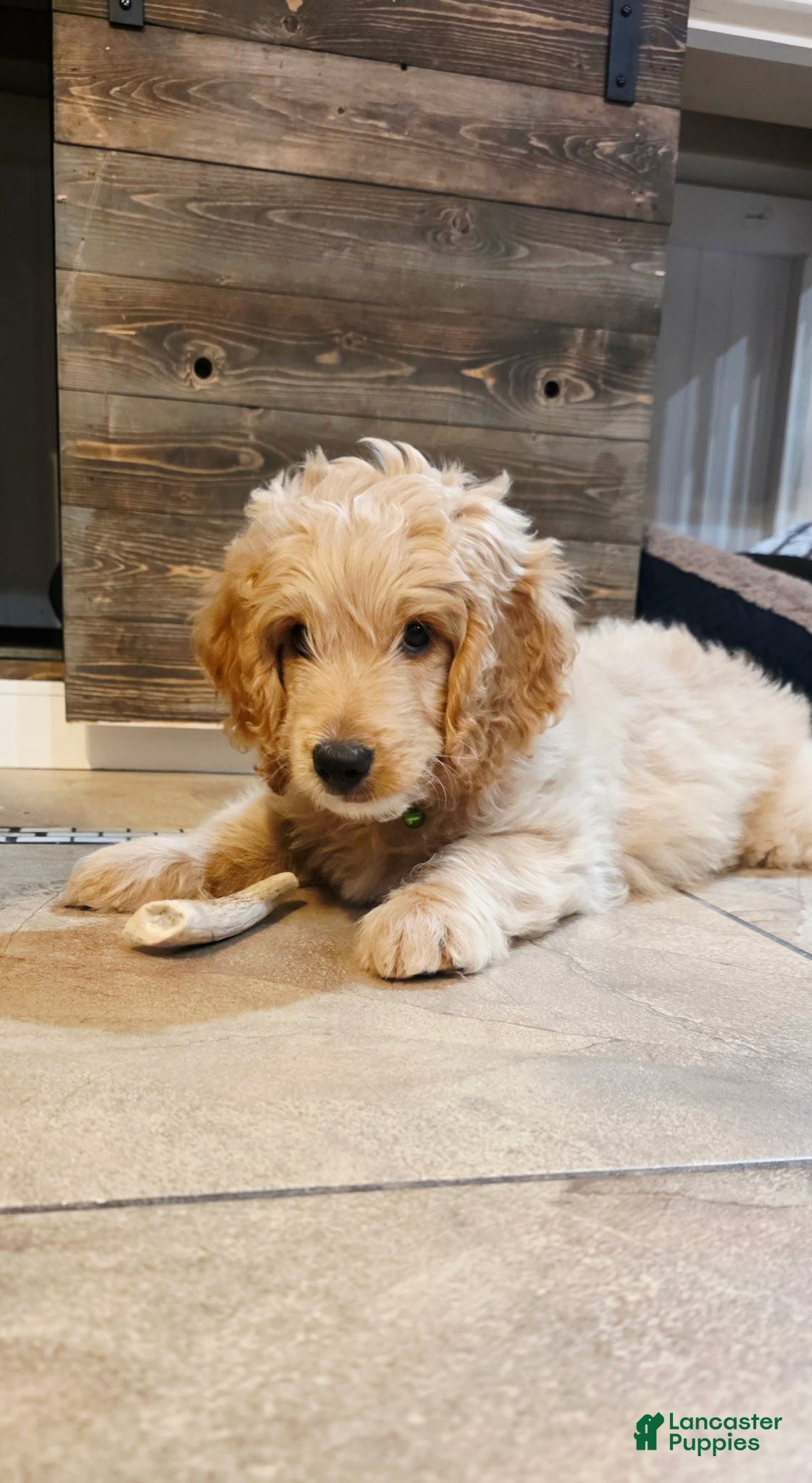 Mini Goldendoodle dogs Sonny Boy - Ad 2