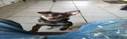 Chihuahua dogs for sale: Chihuahua 1 - Ad 4