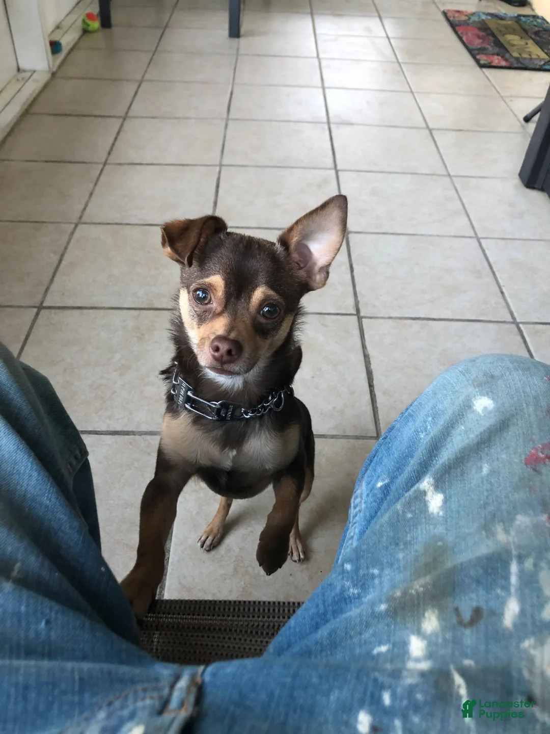 Chihuahua dogs for sale: Chihuahua 1 - Ad 4
