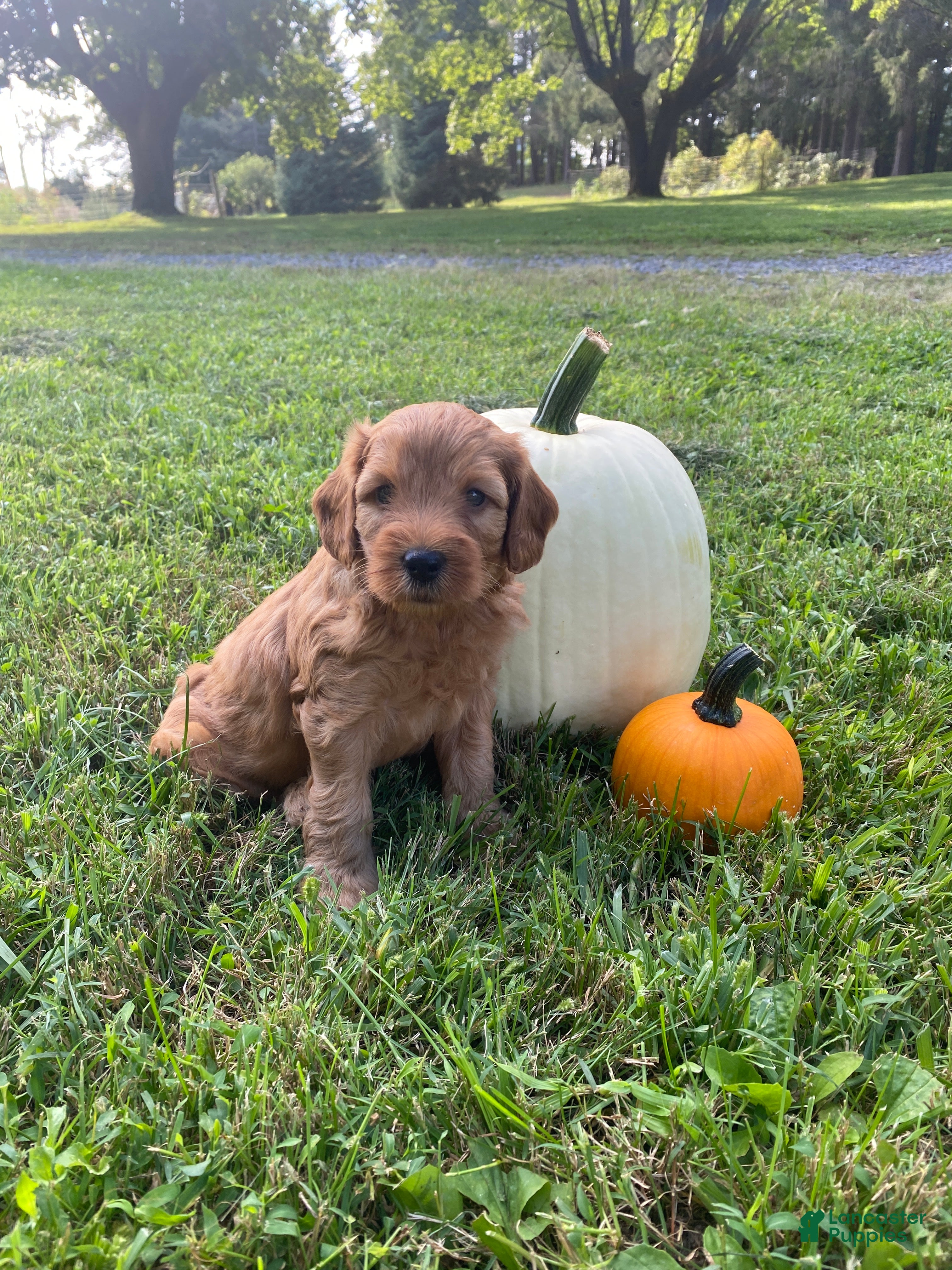 Miniature Labradoodle dogs Denver-mini red F1b - Ad 1