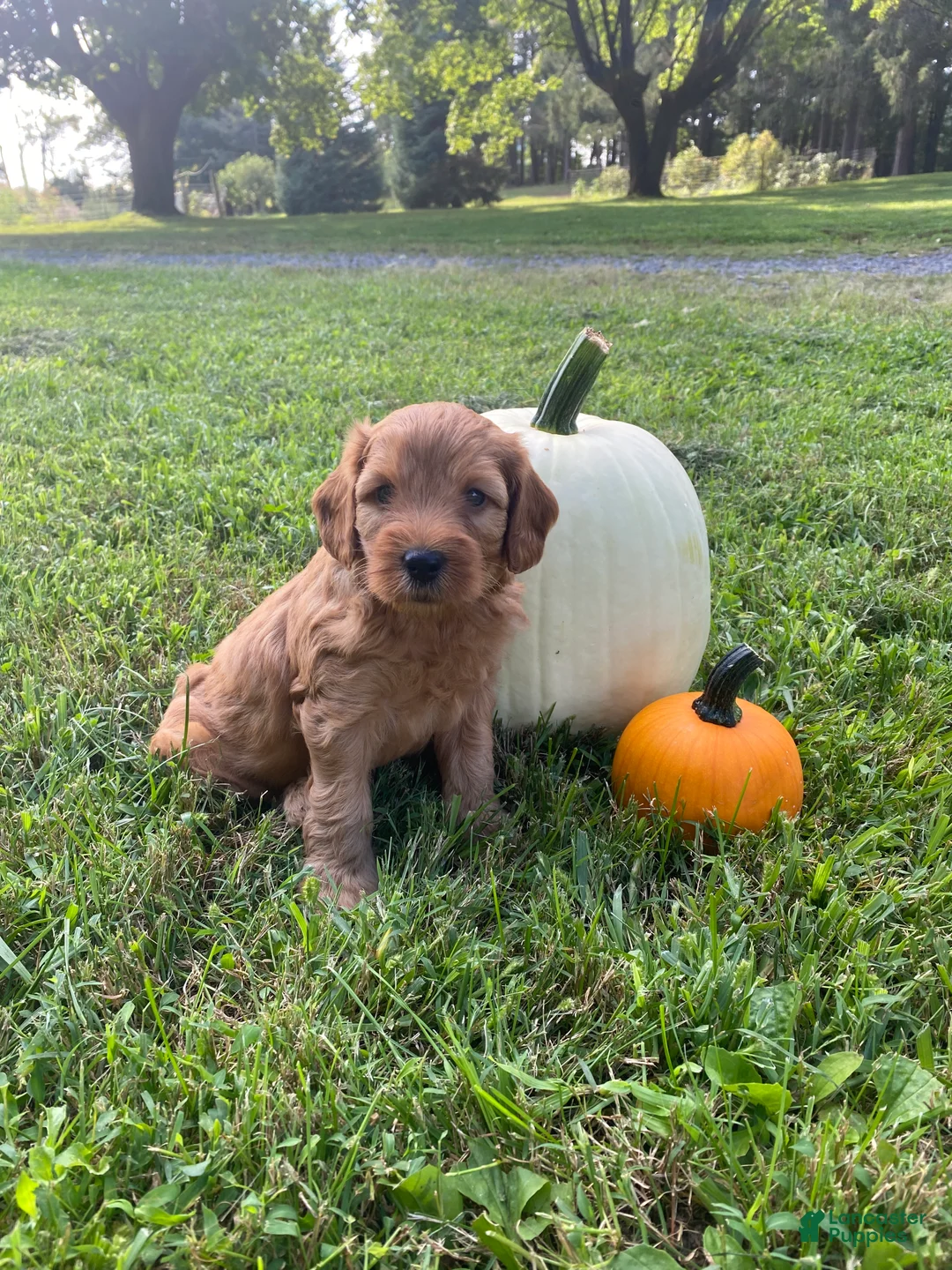Miniature Labradoodle dogs for sale: Denver-mini red F1b - Ad 1