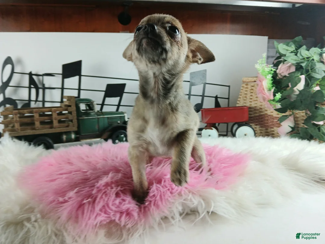 Chihuahua dogs for sale: Sparkles Brindle girl,  Nationwide delivery  - Ad 7