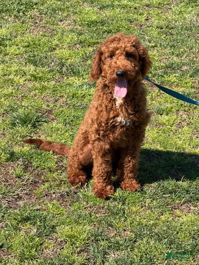 Mini Goldendoodle dogs Jolly - Ad 30