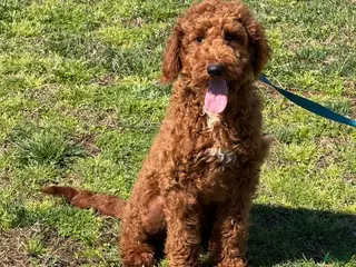 Mini Goldendoodle dogs Jolly - Ad 30