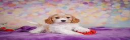 Cavapoo dogs for sale: Ruby - Ad 4