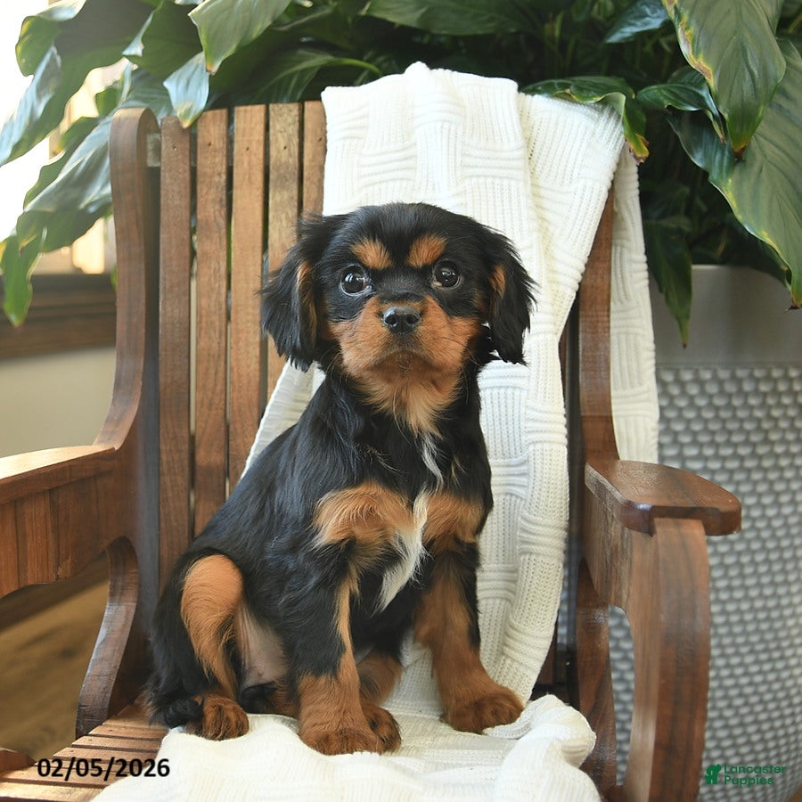 Cavalier King Charles Spaniel dogs Blueberry - Ad 22