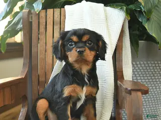 Cavalier King Charles Spaniel dogs Blueberry - Ad 22