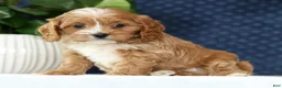 Cavapoo dogs for sale: Nolan - Ad 5