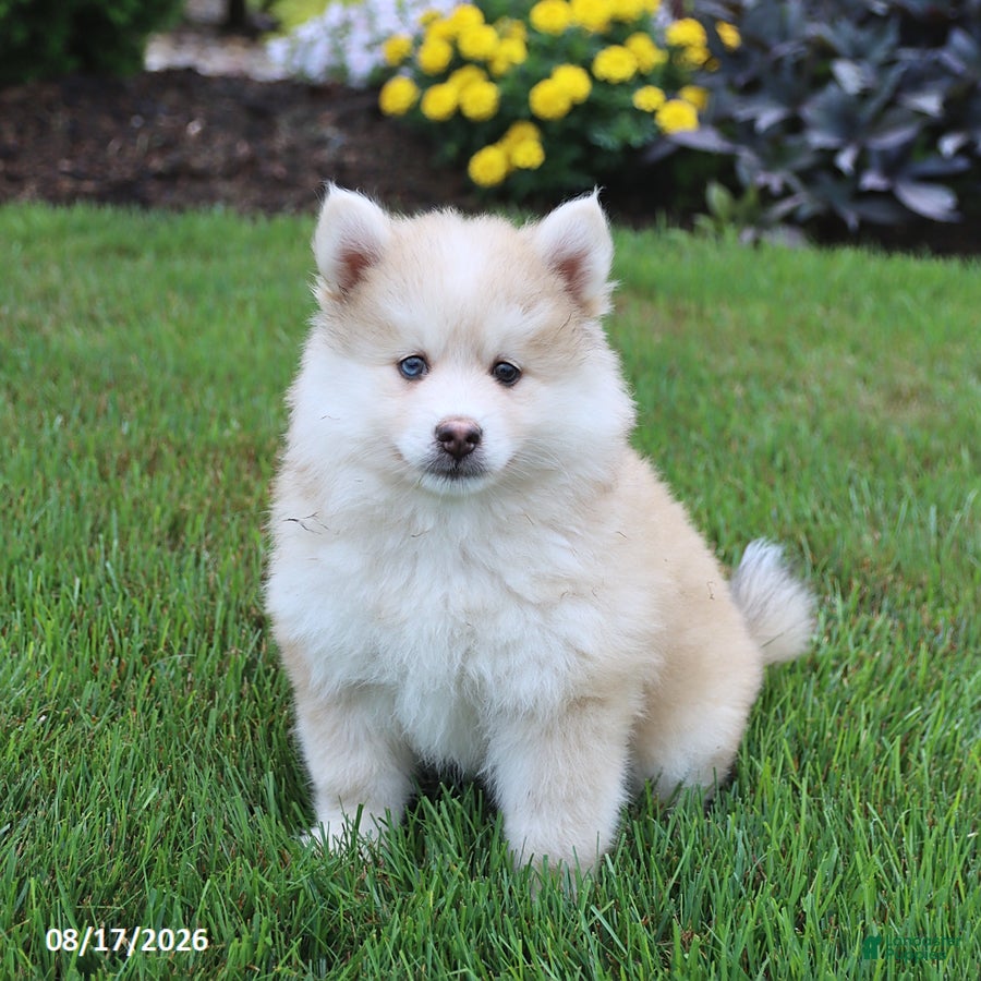 Pomsky dogs Scout - Ad 1