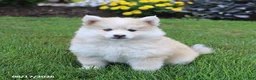 Pomsky dogs for sale: Scout - Ad 1