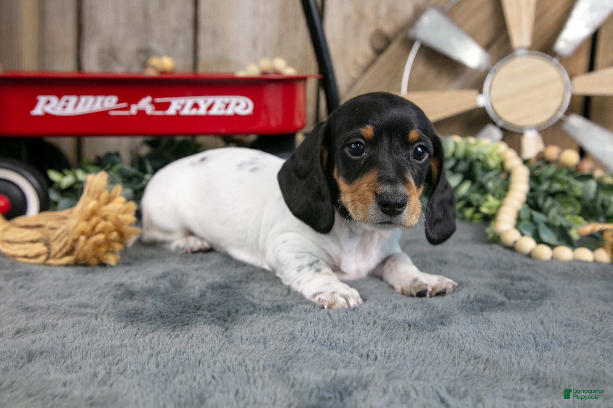 Miniature Dachshund dogs Griffin - Ad 2