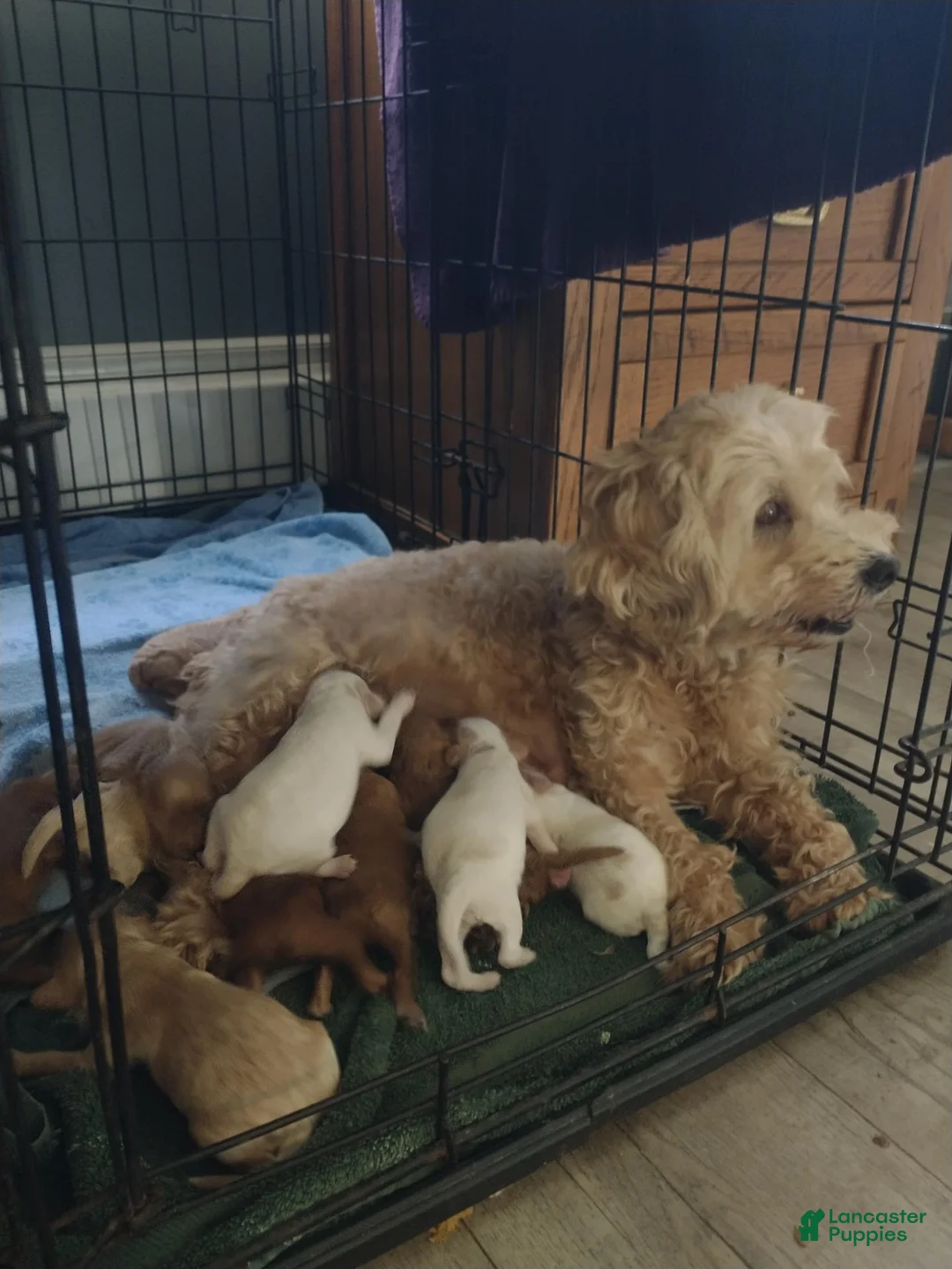 Shihpoo dogs for sale: Kenna - Ad 2