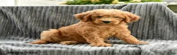 Goldendoodle dogs for sale: Franny - Ad 5