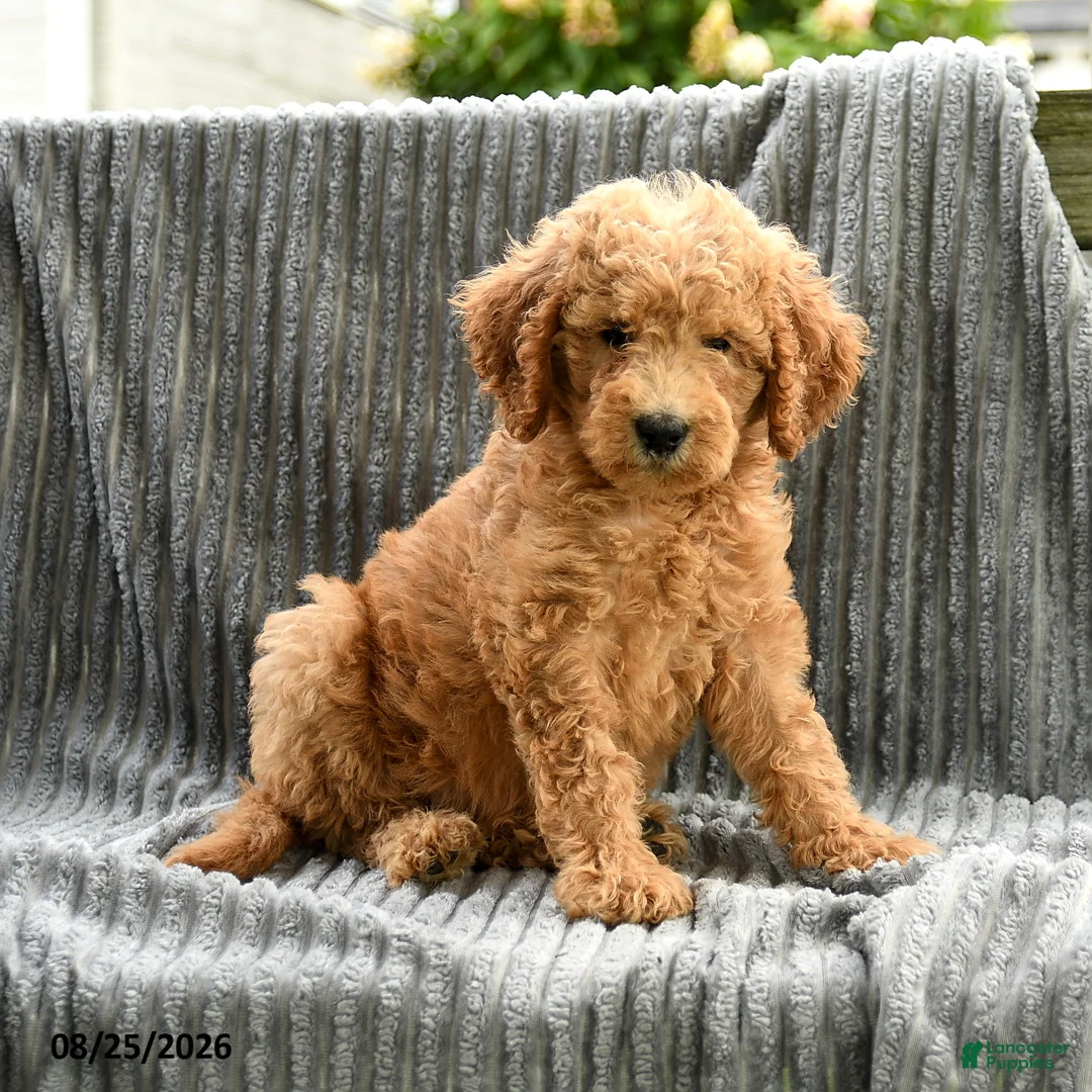 Goldendoodle dogs for sale: Franny - Ad 5