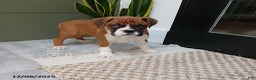 Boxer dogs for sale: Riley - Ad 3