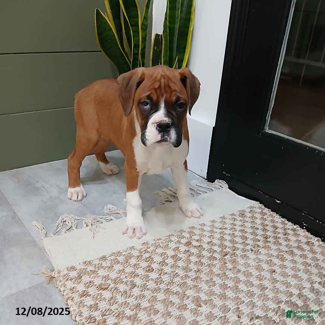 Boxer dogs for sale: Riley - Ad 3