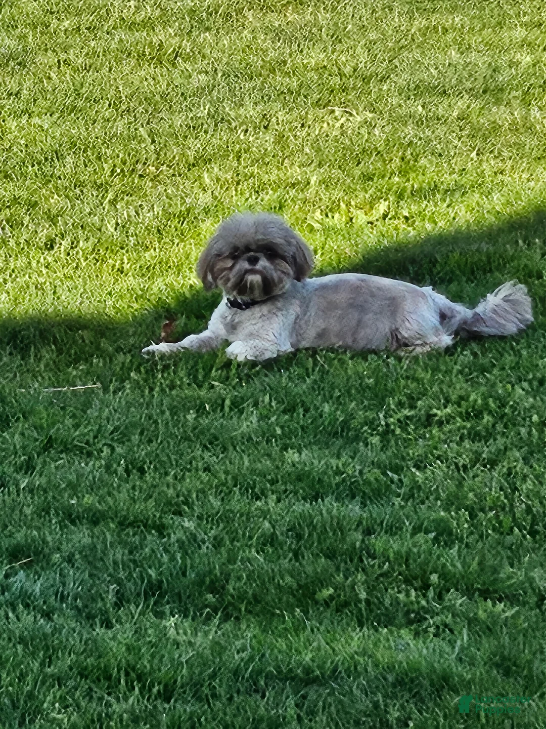 Shih Tzu dogs for sale: Shih Tzu Puppy 2 - Ad 4