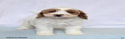 Cavapoo dogs for sale: Biscuit - Ad 5