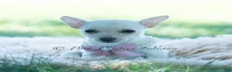 Chihuahua dogs for sale: Coconut - Ad 6