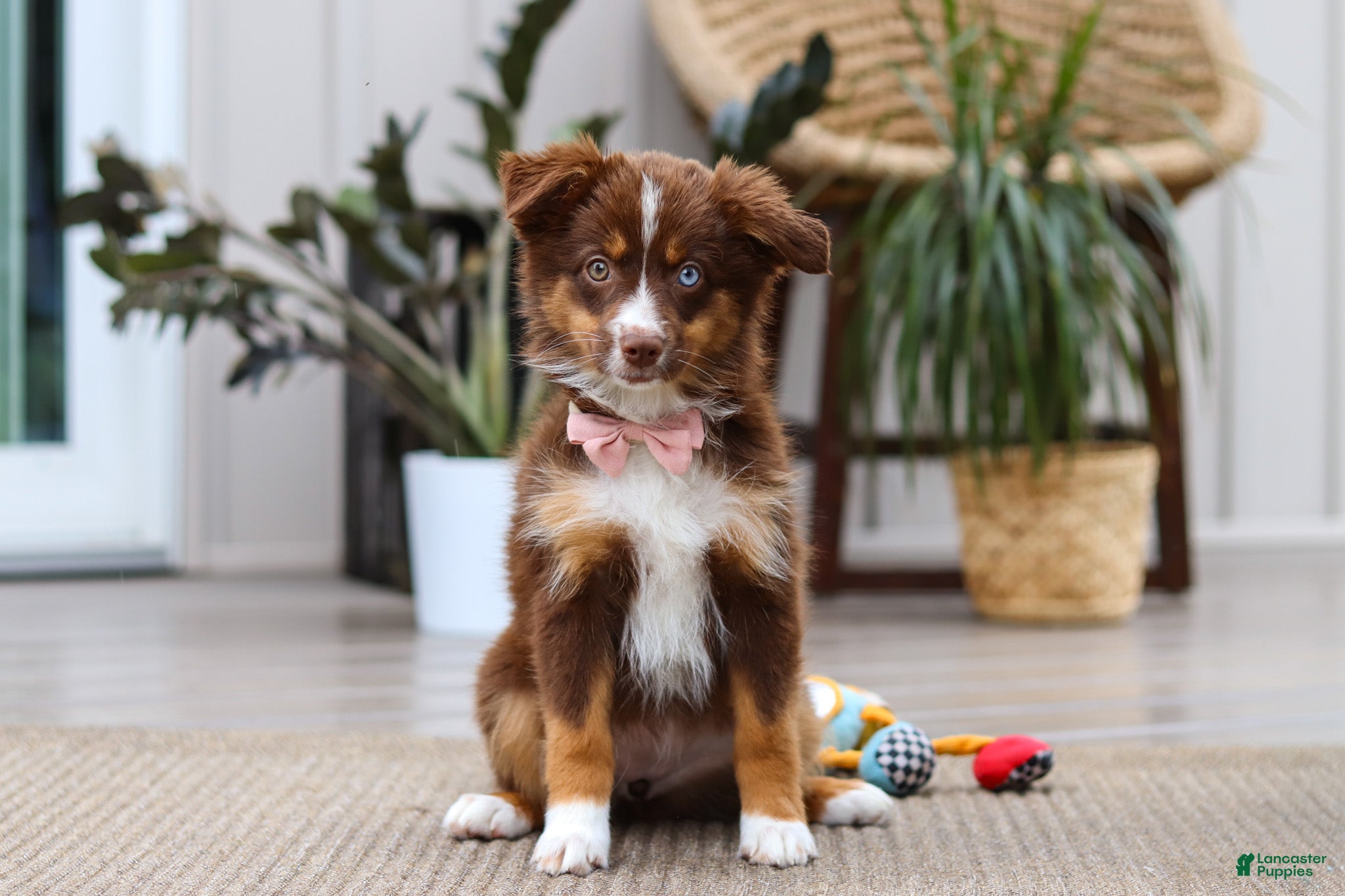 Australian Shepherd dogs Zinna - Ad 1