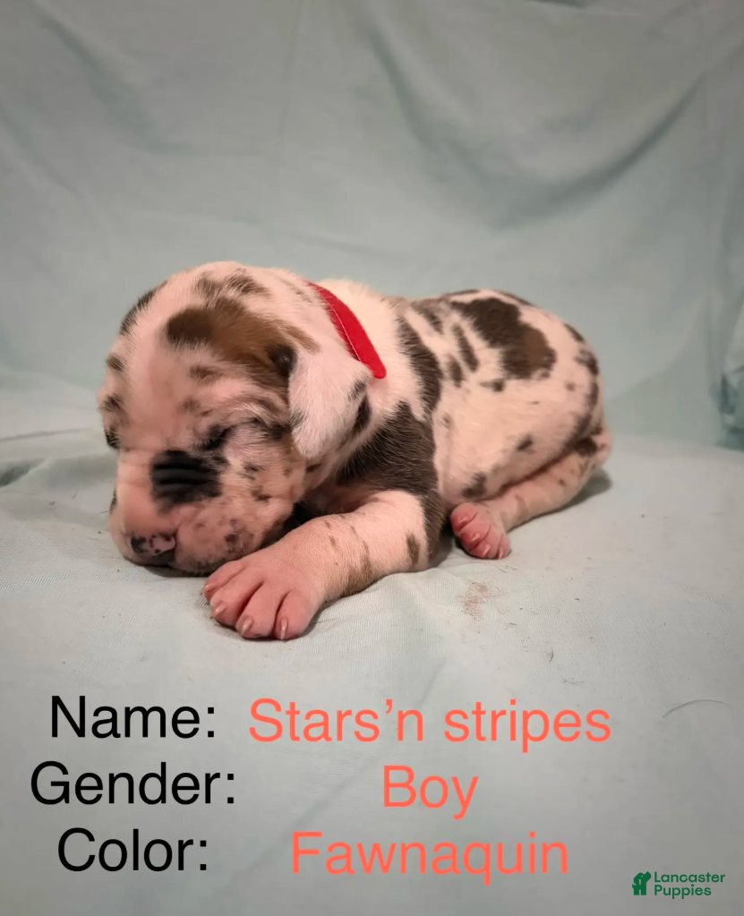 Great Dane dogs Star - Ad 1