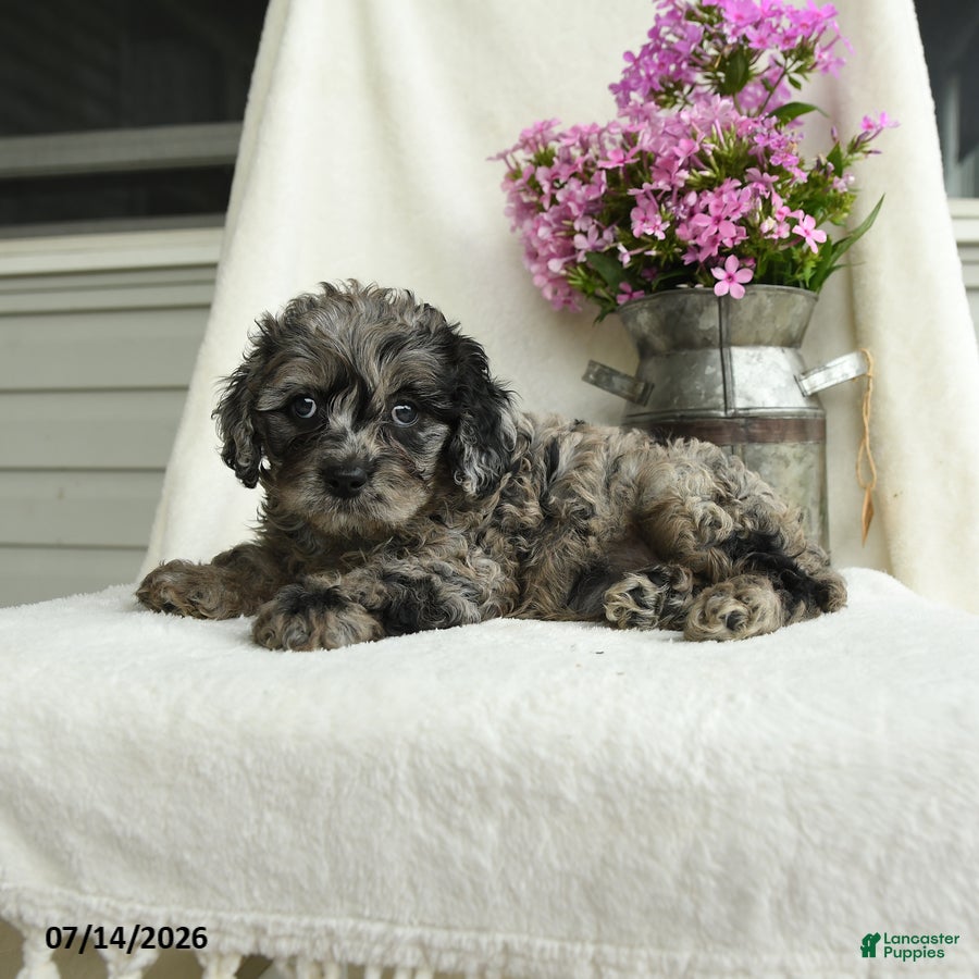 Cavapoo dogs Shasta - Ad 2