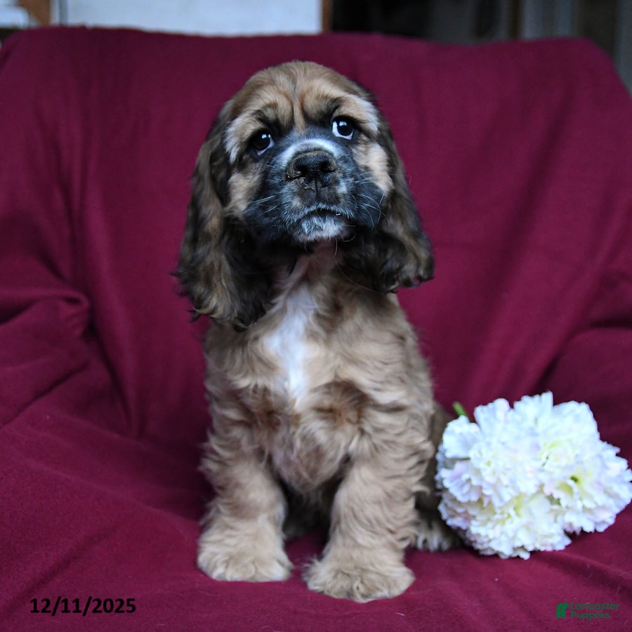 Cocker Spaniel dogs Ace - Ad 1