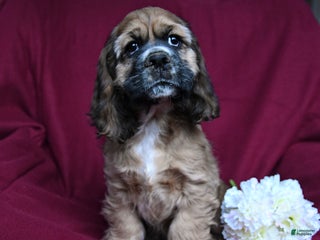 Cocker Spaniel dogs Ace - Ad 1