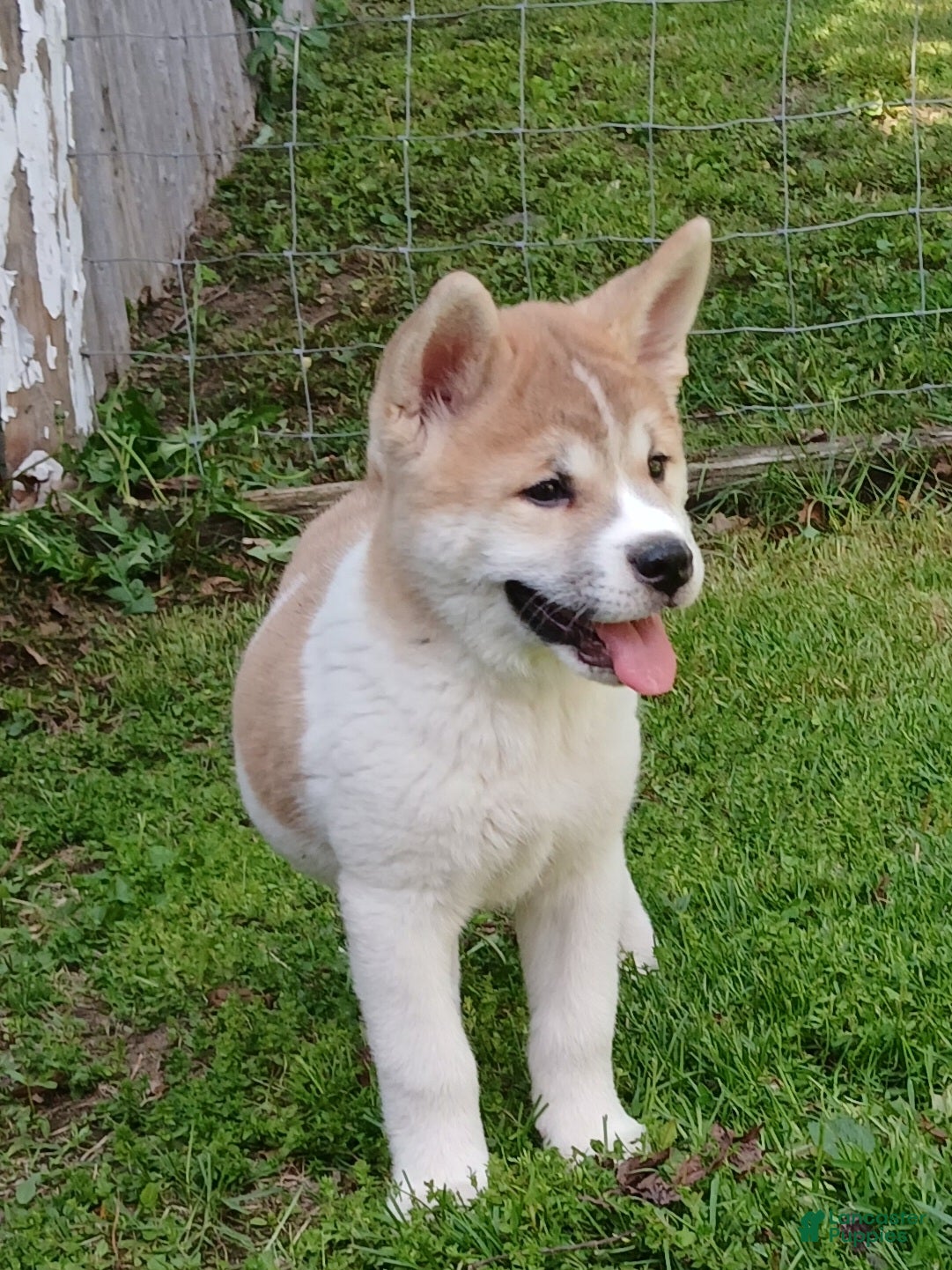 Akita dogs Willow - Ad 2