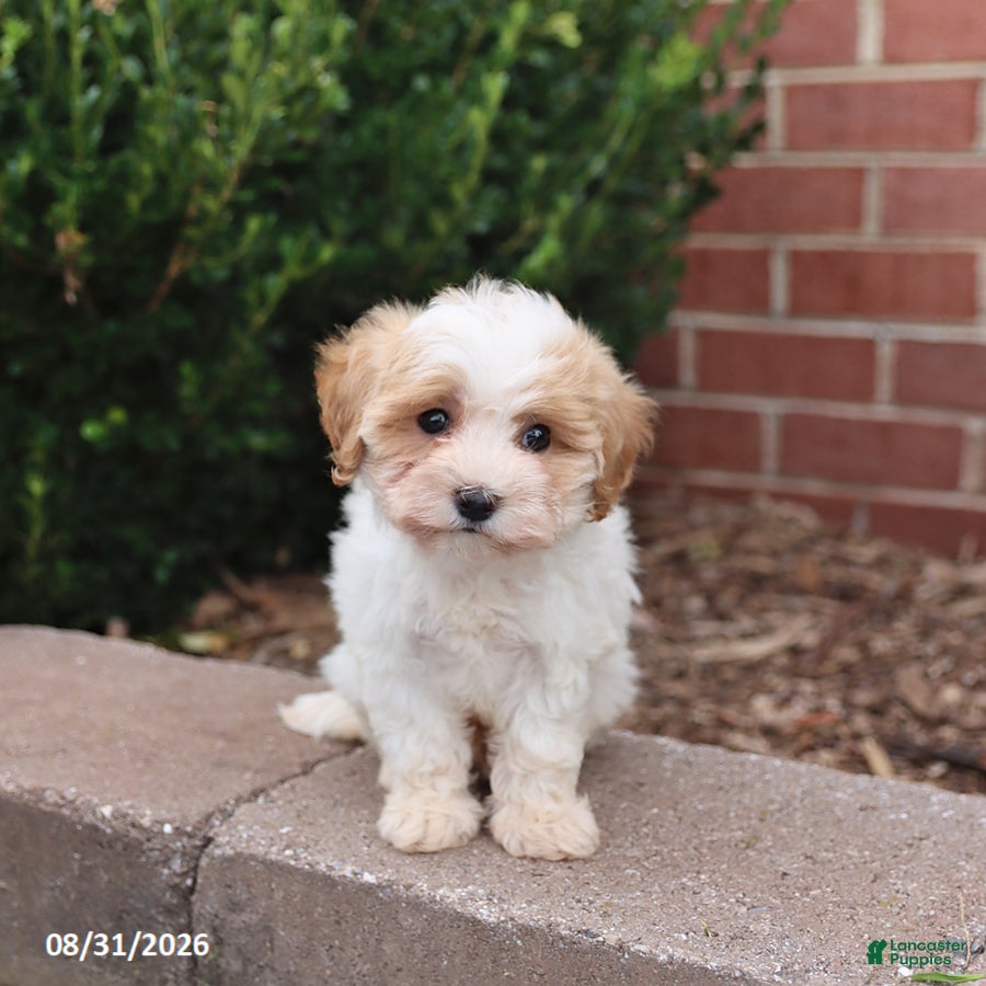 Maltipoo dogs Nugget - Ad 1