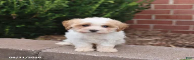 Nugget