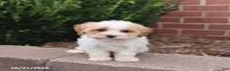 Maltipoo dogs for sale: Nugget - Ad 1