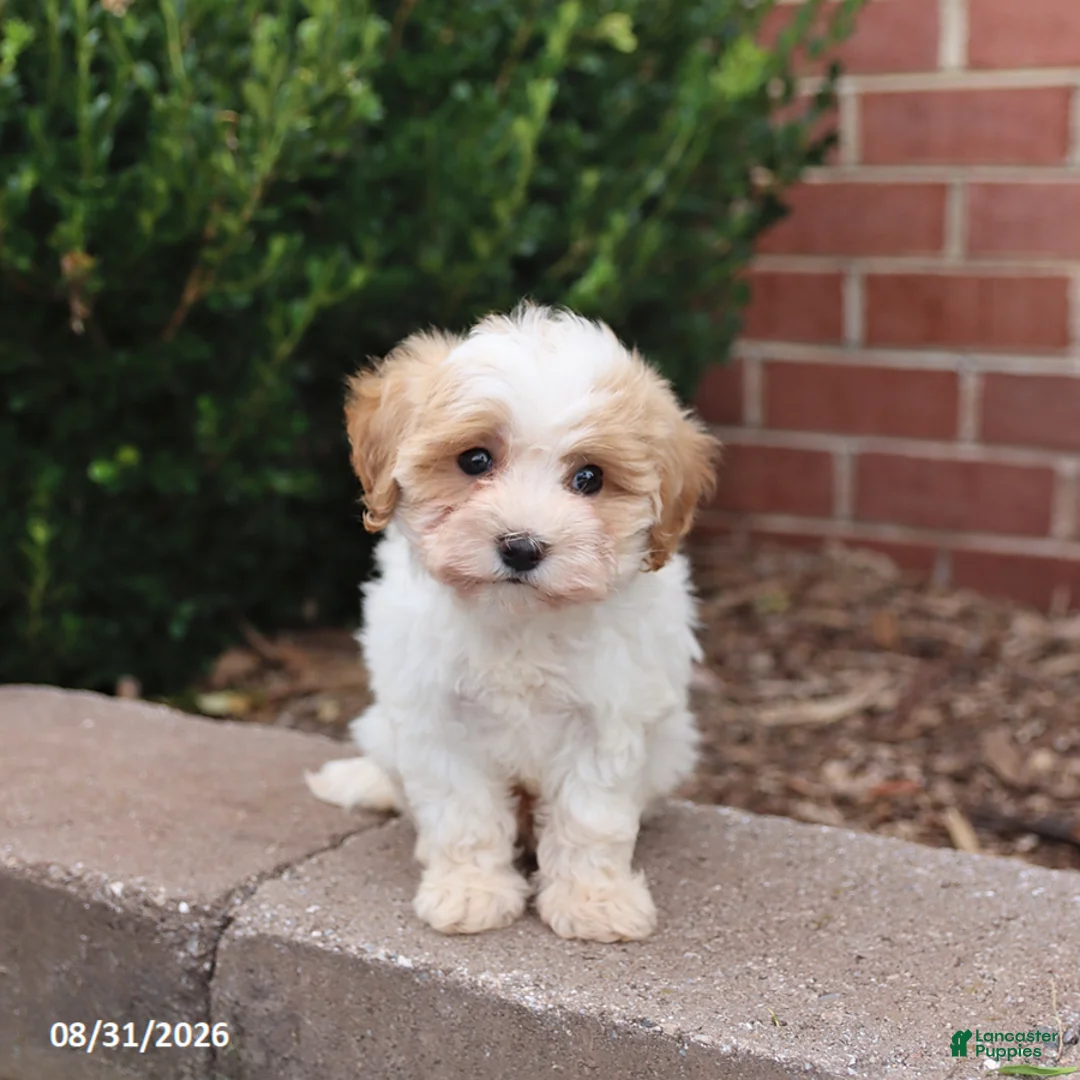 Maltipoo dogs for sale: Nugget - Ad 1