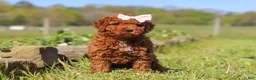 Mini Goldendoodle dogs for sale: Willow - Ad 3