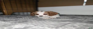 Cavapoo Puppy 5- Mary Catherine
