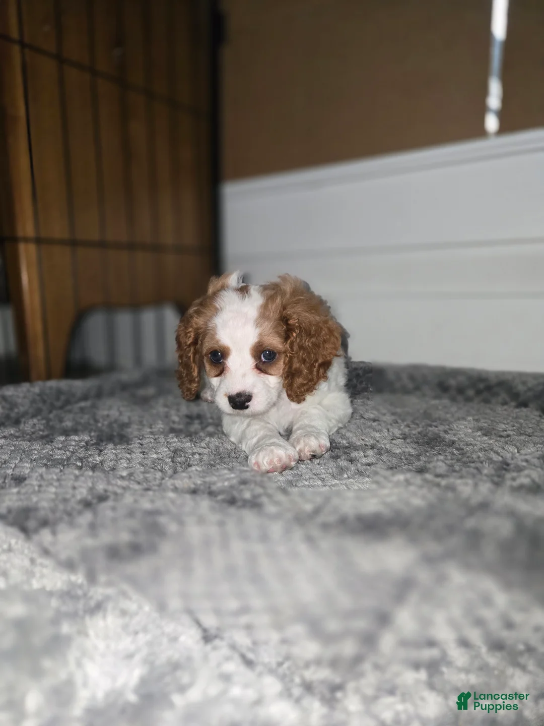 Cavapoo dogs for sale: Cavapoo Puppy 5- Mary Catherine - Ad 1
