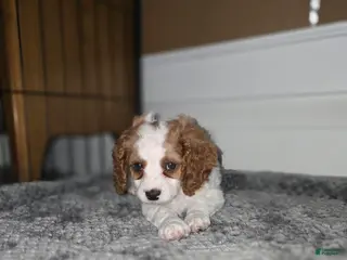 Cavapoo dogs for sale: Cavapoo Puppy 5- Mary Catherine - Ad 3