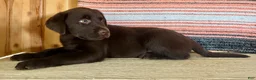 Labrador Retriever dogs for sale: Raptor  - Ad 9
