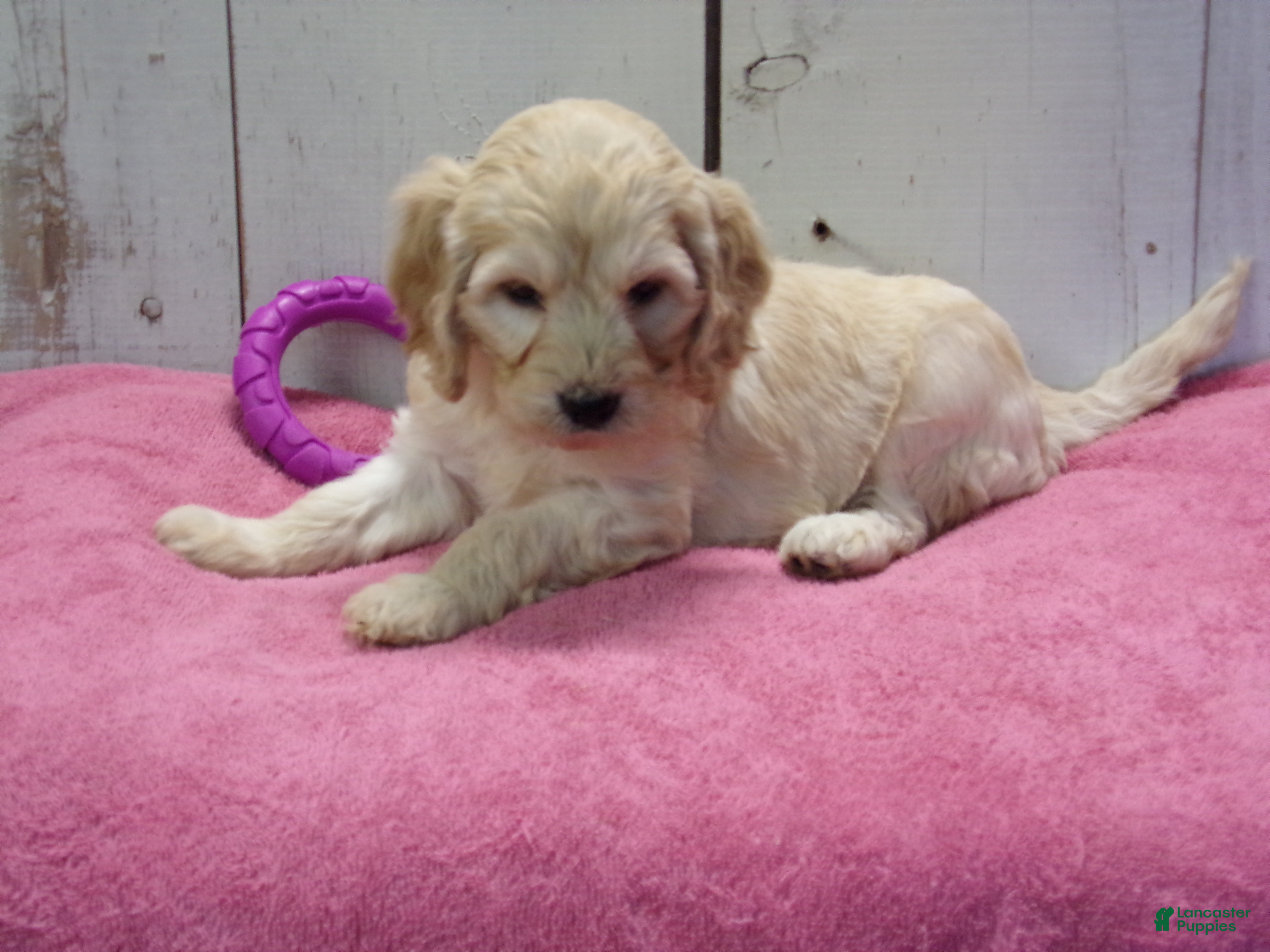 Cockapoo dogs Bertha - Ad 2