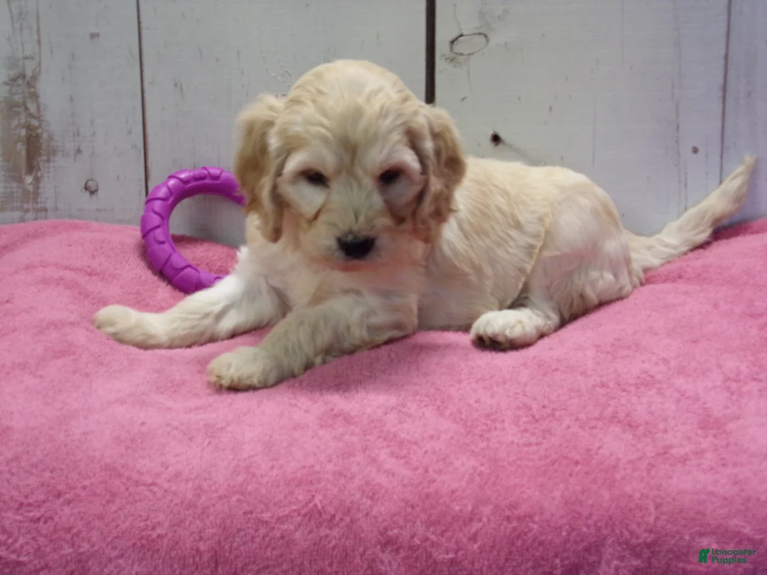 Cockapoo dogs for sale: Bertha - Ad 1