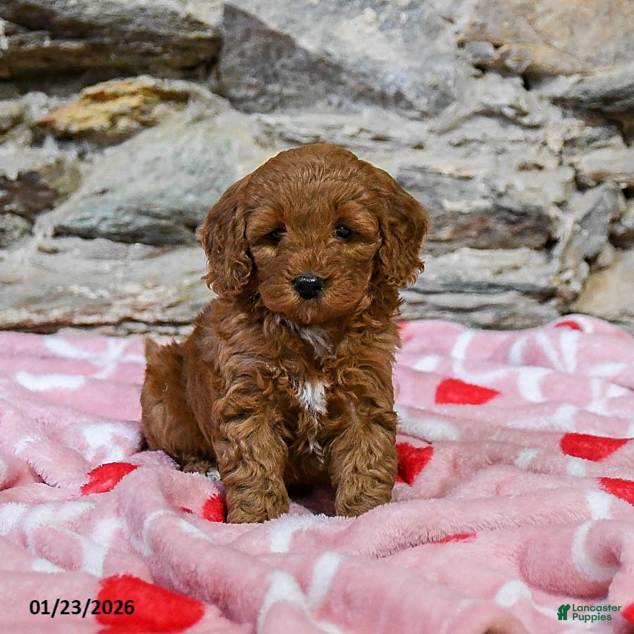 Mini Goldendoodle dogs Cathy - Ad 4