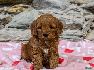 Mini Goldendoodle dogs Cathy - Ad 4