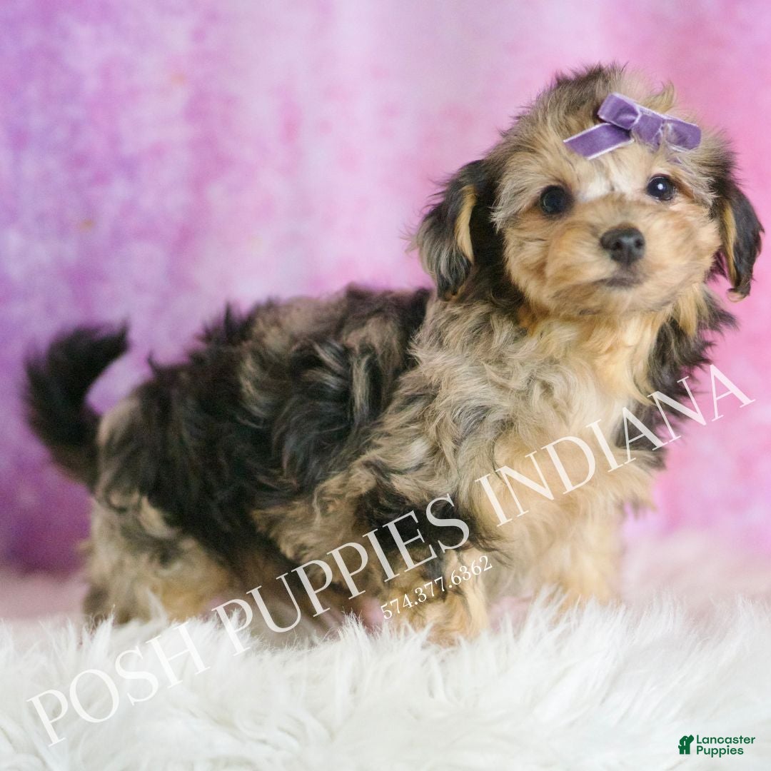 Yorkiepoo dogs for sale: Kiki - Ad 5