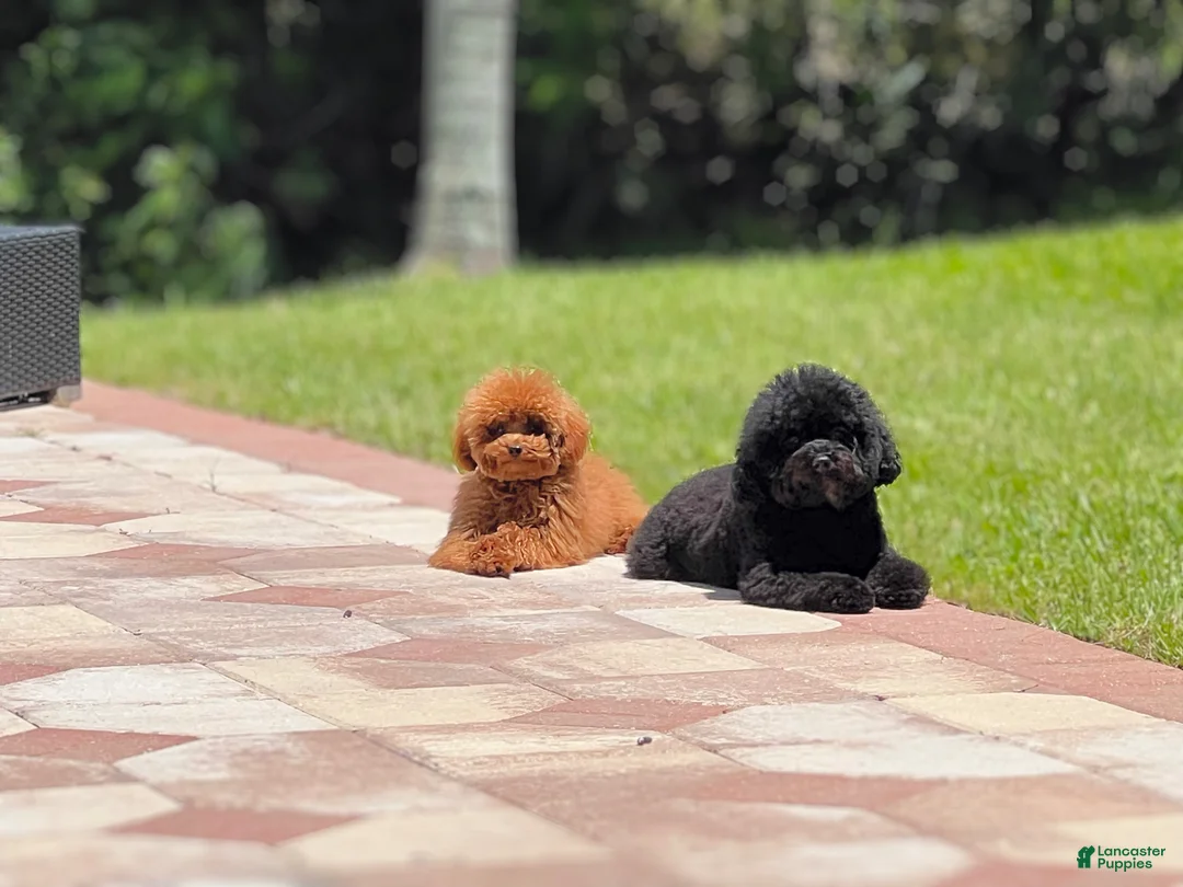 Toy Poodle dogs for sale: Batman - Ad 7