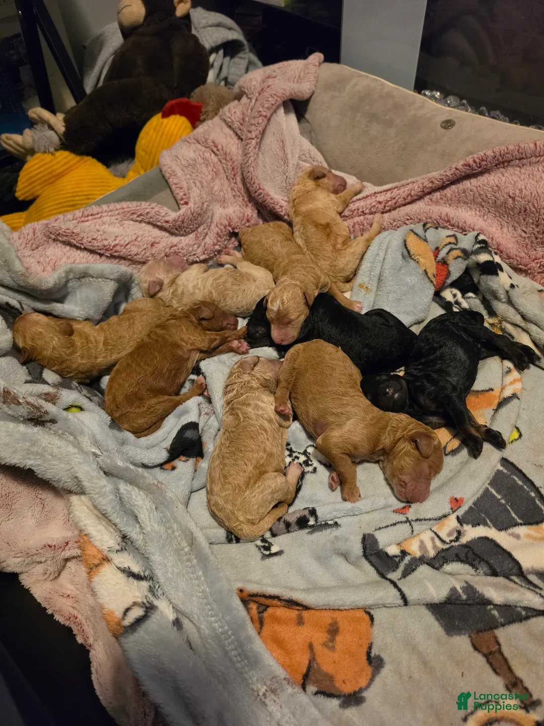 Standard Poodle dogs for sale: Standard Poodle 1 - Ad 1