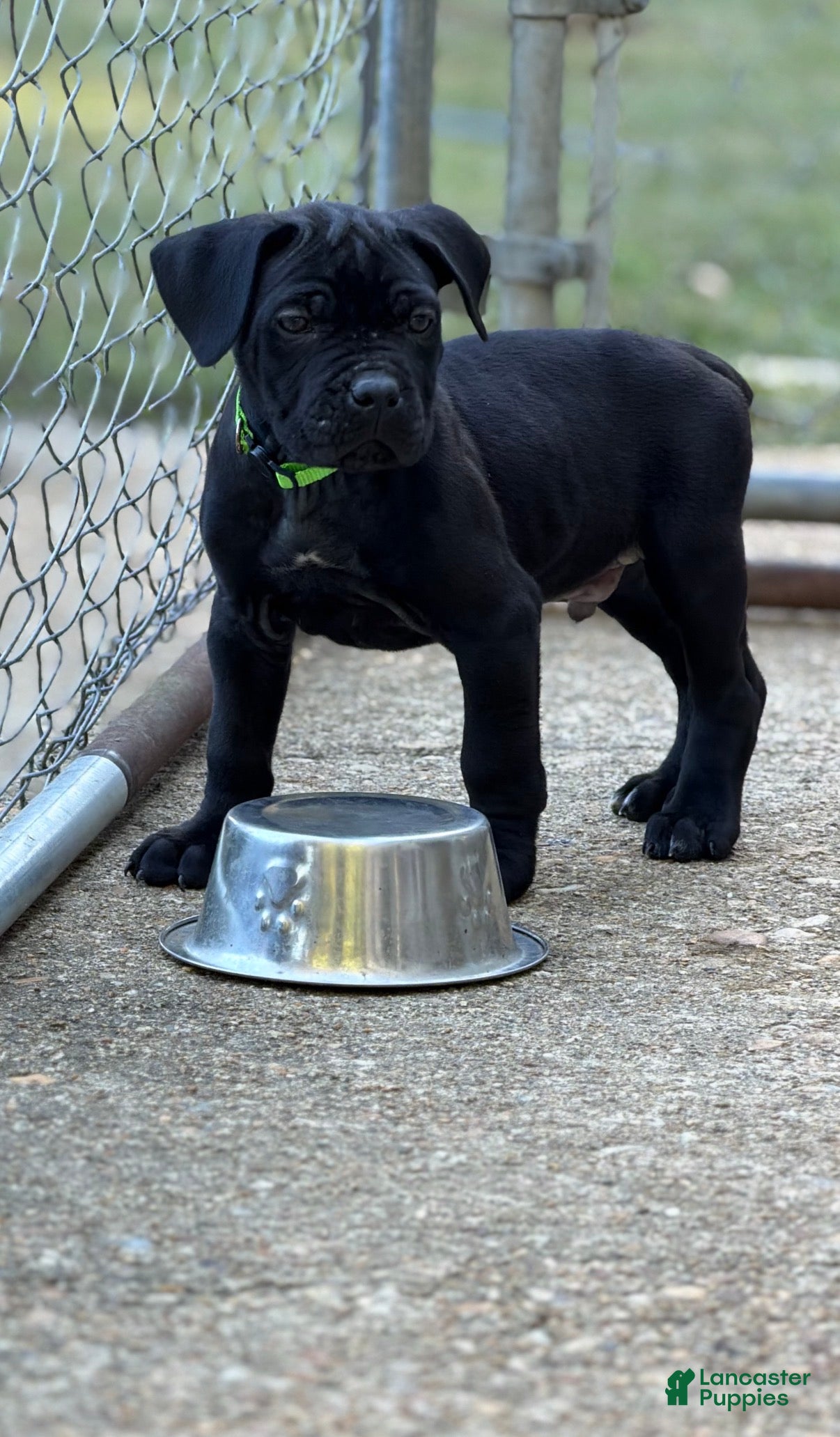 Cane Corso dogs for sale: Cane Corso (Green) - Ad 1
