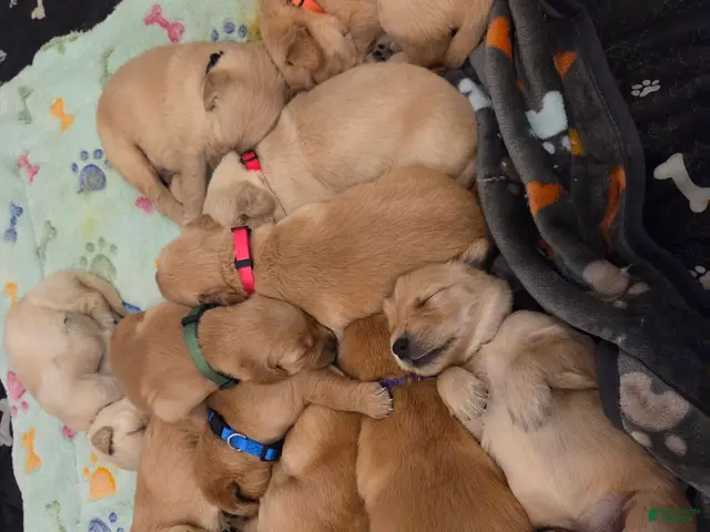Golden Retriever dogs for sale: Mocha - Ad 2