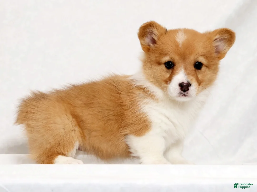 Welsh Corgi Pembroke dogs for sale: Sarah - Ad 1