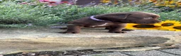 Labrador Retriever dogs for sale: Rosie - Ad 5